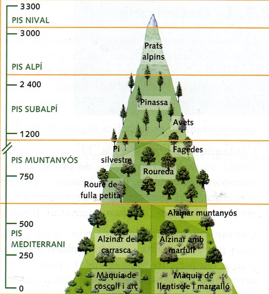 Biodiversitat i espais vegetals a Espanya | Geografia. El bloc de 2n de  batxillerat